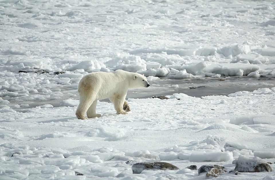 UN potvrdile rekordnu temperaturu od 38 stepeni u junu 2020. na Arktiku