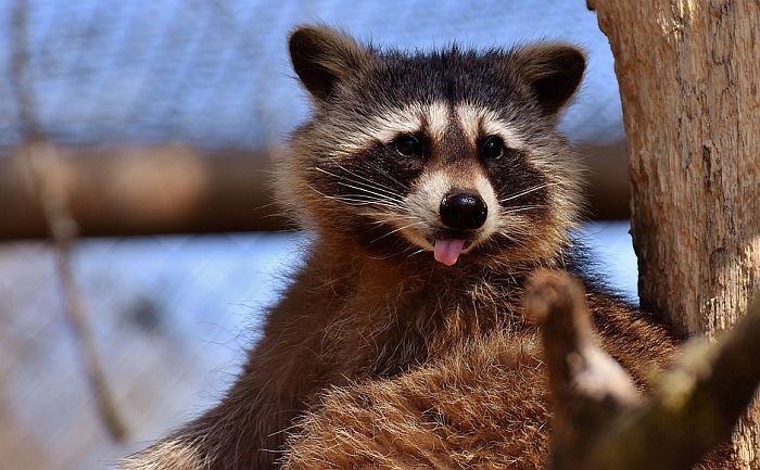 Divlji rakun se uselio u nemački zoo vrt, čuvari ne smeju da ga izbace 