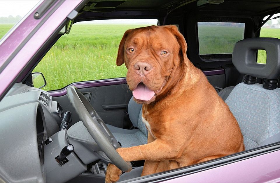 Pijani vozač pokušao svog psa da okrivi za prebrzu vožnju