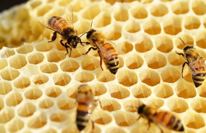 Pčele na krovu gradske kuće u Beču godišnje proizvedu 180 kilograma meda