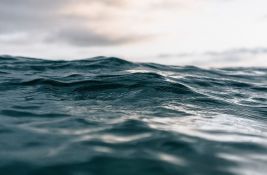 Zbog rekordne temperature evropskih mora hobotnice iz Afrike dolaze u Englesku
