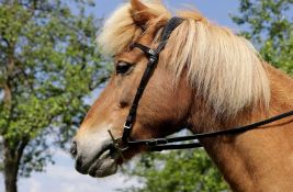 Pariz zabranjuje jahanje ponija u parkovima - 