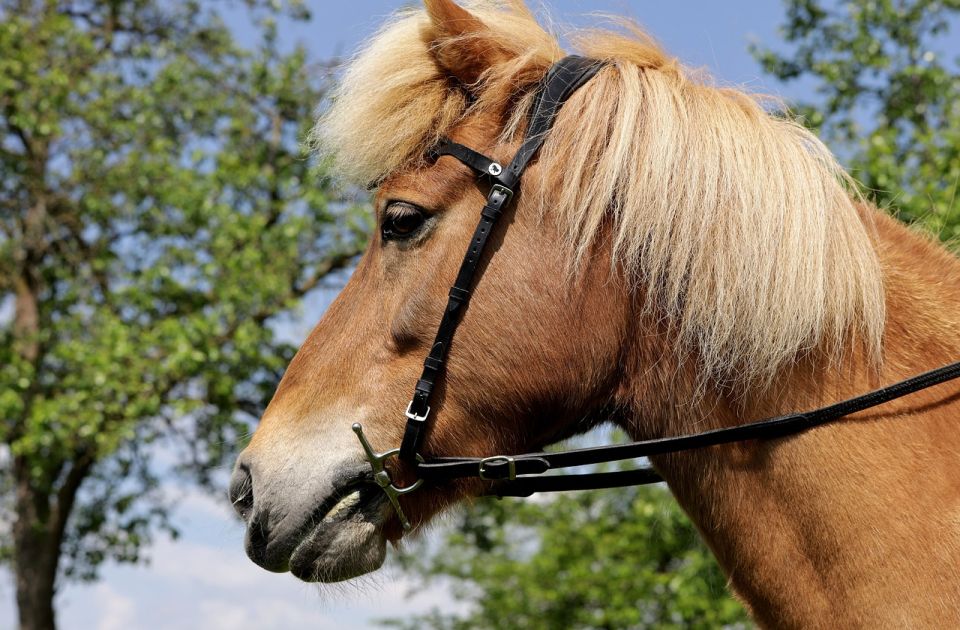 Pariz zabranjuje jahanje ponija u parkovima - "Oni nisu igračke"
