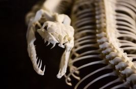 Pronađene zmijske kosti stare 6.000 godina