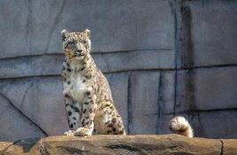 FOTO, VIDEO: Leopard pobegao iz zoološkog vrta i otišao u hotel
