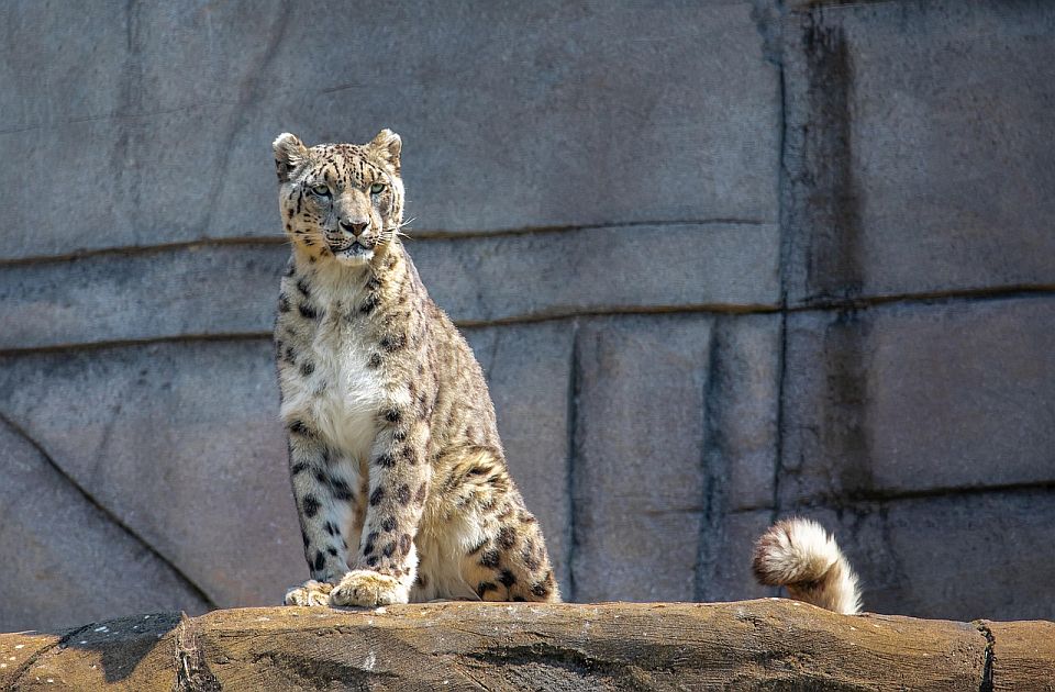 FOTO, VIDEO: Leopard pobegao iz zoološkog vrta i otišao u hotel