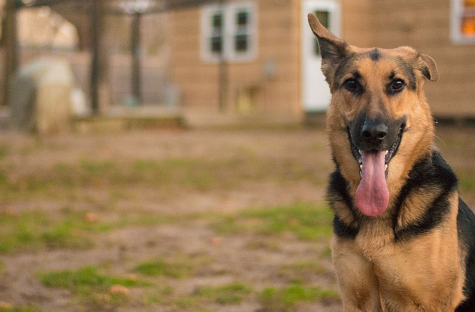 Policijski pas spasao dvoje dece koja su se izgubila u šumi u Indijani