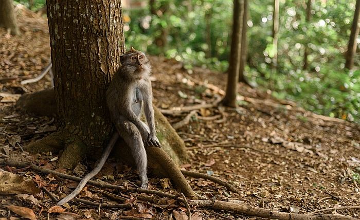 Vrsta majmuna koja izumire otkrivena u Mjanmaru