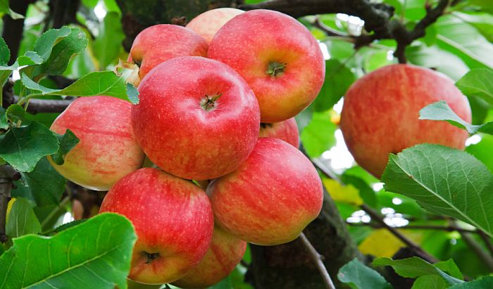 U SAD će jabuke brati roboti