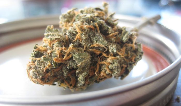 Marihuana u urugvajskim apotekama od 19. jula
