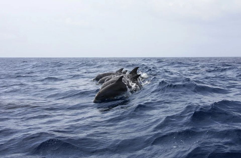 VIDEO: Plivači na Havajima optuženi za uznemiravanje delfina