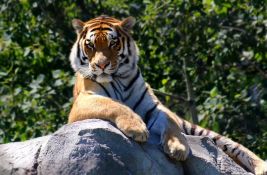 Na severu Indije policijski čas zbog straha od napada tigrova