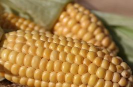 Kukuruz i tajna njegove nutritivne vrednosti kroz obradu