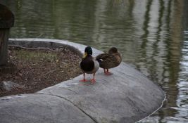 Danas u Novom Sadu hladnije