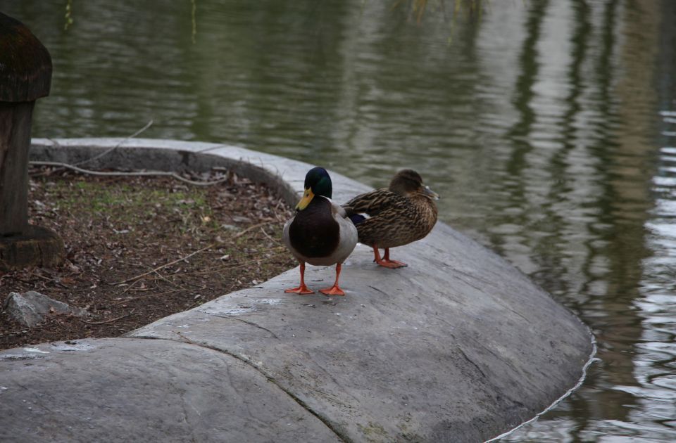 Danas u Novom Sadu hladnije