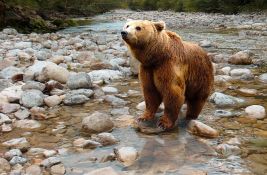 Medvedica koja je ubila džogera u Italiji biće preseljena u Nemačku