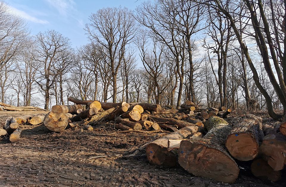 Eparhija sremska i privatnici zarađuju na seči šuma Fruške gore, aktivisti podneli prijave