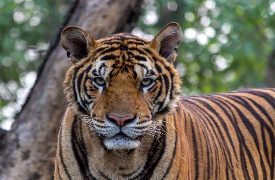 VIDEO: Pronađen "zalutali" tigar koji je nedelju dana šetao Hjustonom