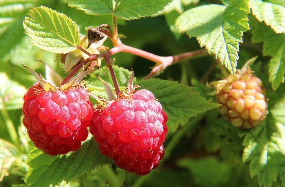 Srbija više nije lider u proizvodnji maline