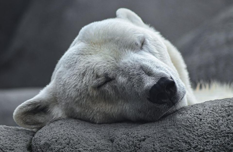 Polarni medved u Norveškoj upucan, pa uspavan nakon što je napao kamperku