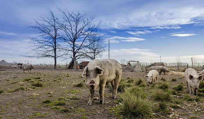 Gde su Tenisove farme svinja u Banatu?