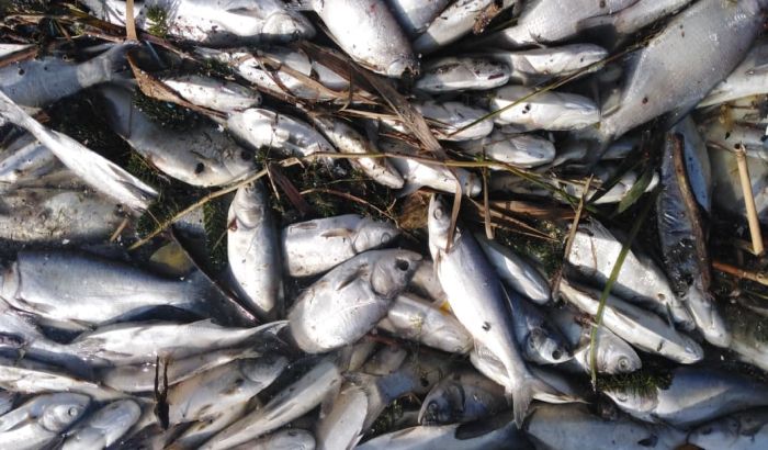 Da li su uginule ribe iz Velikog bačkog kanala prodavane na pijacama