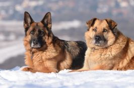 Dve osobe spasene iz snežne lavine zahvaljujući psima