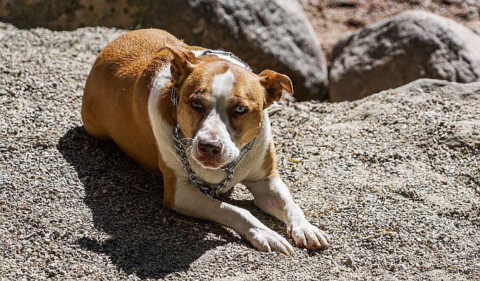 Dva pitbula izujedala dete do smrti