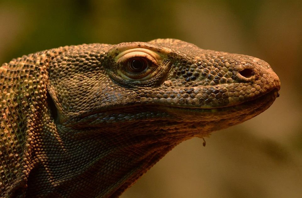 Zubi komodo zmajeva prirodno su obloženi gvožđem