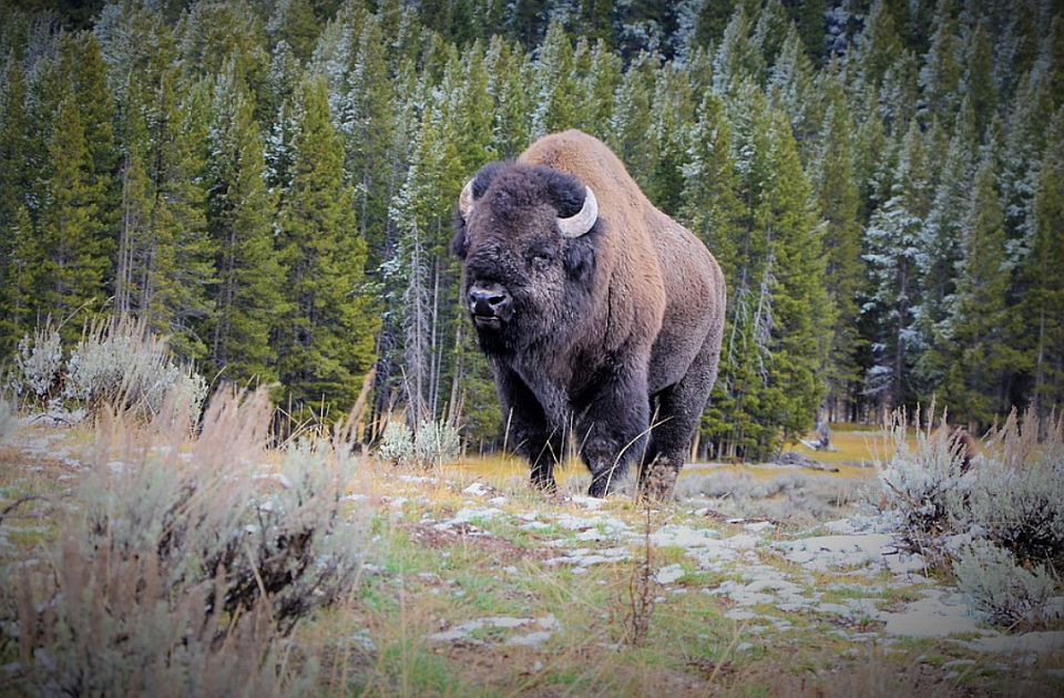Predložite: Kako biste nazvali fruškogorske bizone?