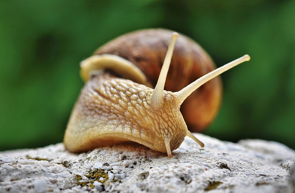 Zabranjeno sakupljanje osam vrsta biljaka i životinja u celoj Srbiji, u Vojvodini još i više