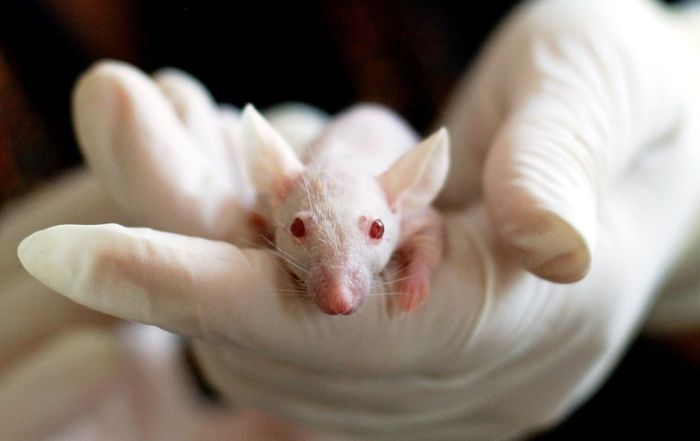Genskom terapijom poništili paralizu kod pacova