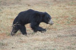 Tri medveda lenjivca uginula od hladnoće u avionu u Liježu