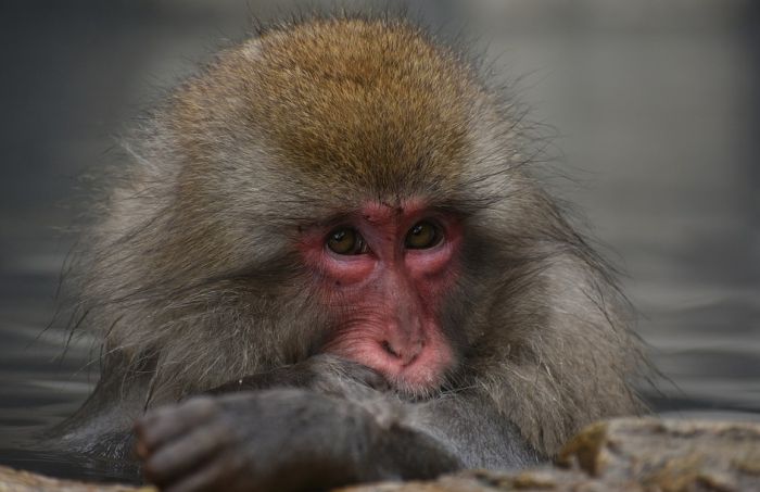 Ugradio ljudske gene u mozak majmuna, tvrdi da su postali pametniji