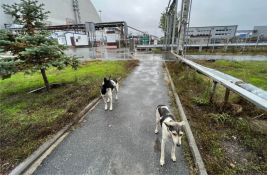 Naučnici proučavali pse koji žive u okolini Černobilja, otkrili po čemu su posebni
