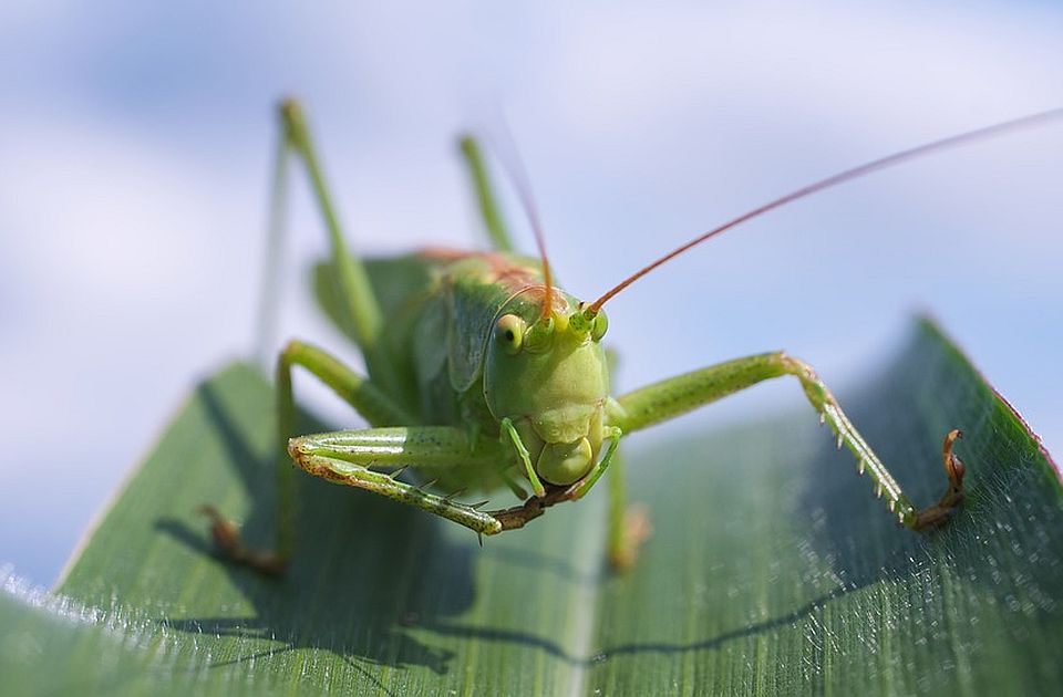 Naučnici i ekolozi organizovali pogrebnu povorku za insekte