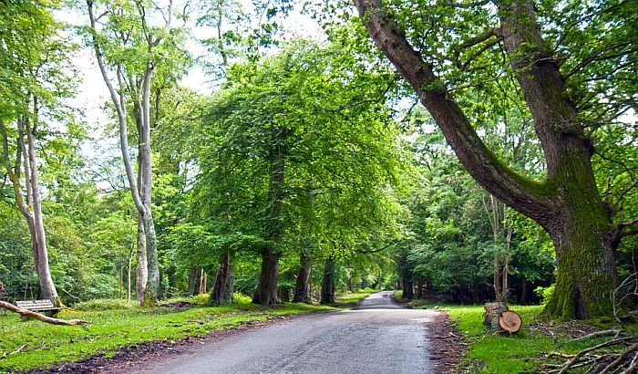 Britanci sade 130.000 stabala u borbi protiv klimatskih promena