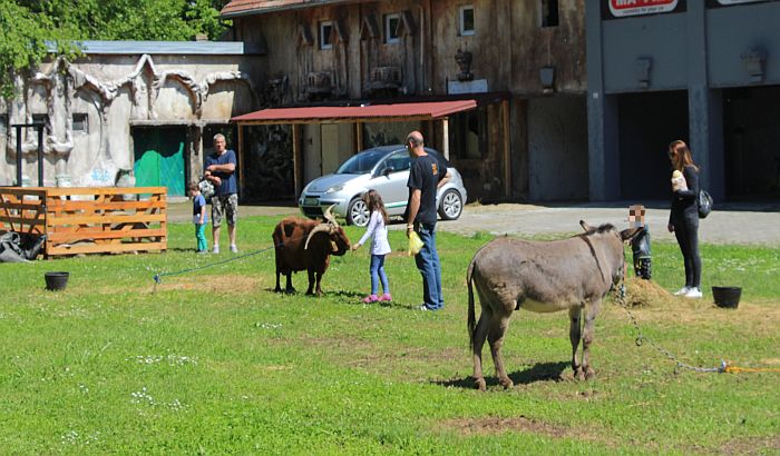 FOTO: Novosađani se pitaju šta "reklamni" magarac, jarac i jagnjad rade na Limanu