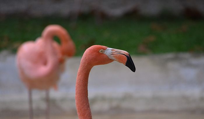 Festival flamingosa i drugih ptica održan u Turskoj