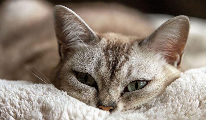 Veterinarska klinika u Dablinu traži osobu koja bi ceo dan mazila mačke