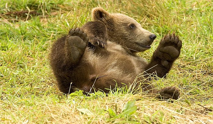 Sprečena prodaja bebe medveda preko interneta