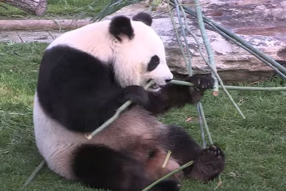 FOTO, VIDEO: Džinovska panda Huan Huan dobila blizance
