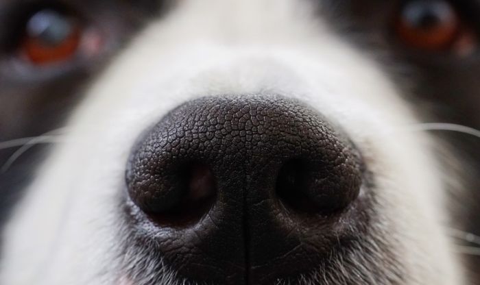 Nova studija: Britanci istražuju da li psi mogu nanjušiti zaraženog virusom korona
