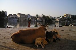 Zašto pojedini ljudi u Indiji konzumiraju kravlji urin?