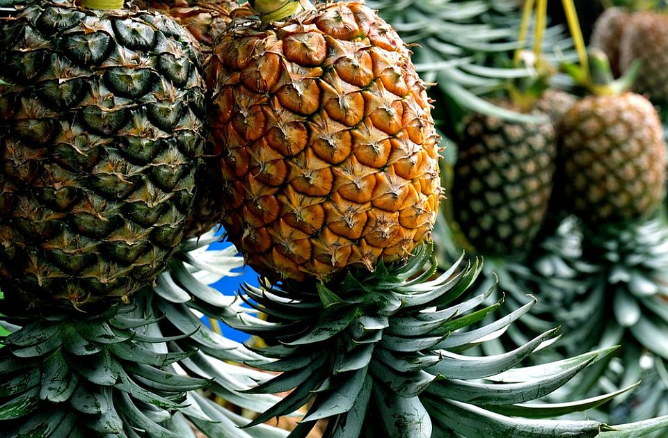Kako odabrati savršen zreli ananas i zašto ga je važno okrenuti naopako