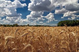 Jače cene kukuruza i pšenice
