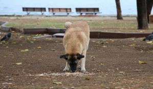 VOICE: Fantomski šinteraj u Beočinu, veterinarska inspekcija ne preduzima ništa