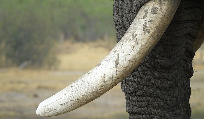 Oko 90 mrtvih slonova pronađeno u Bocvani