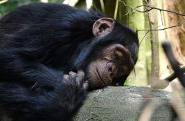 Šimpanza u španskom zoo vrtu se već tri meseca ne odvaja od svog mrtvog mladunca