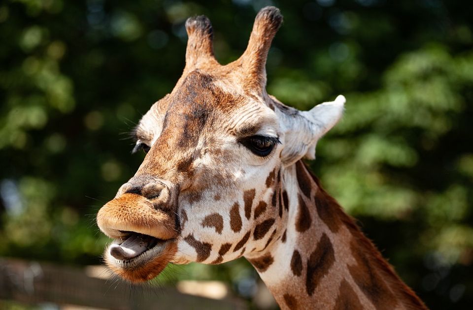 Žirafe prilikom udvaranja reže, kašlju, zvižde, gunđaju, a seksualni život im nije nimalo lak